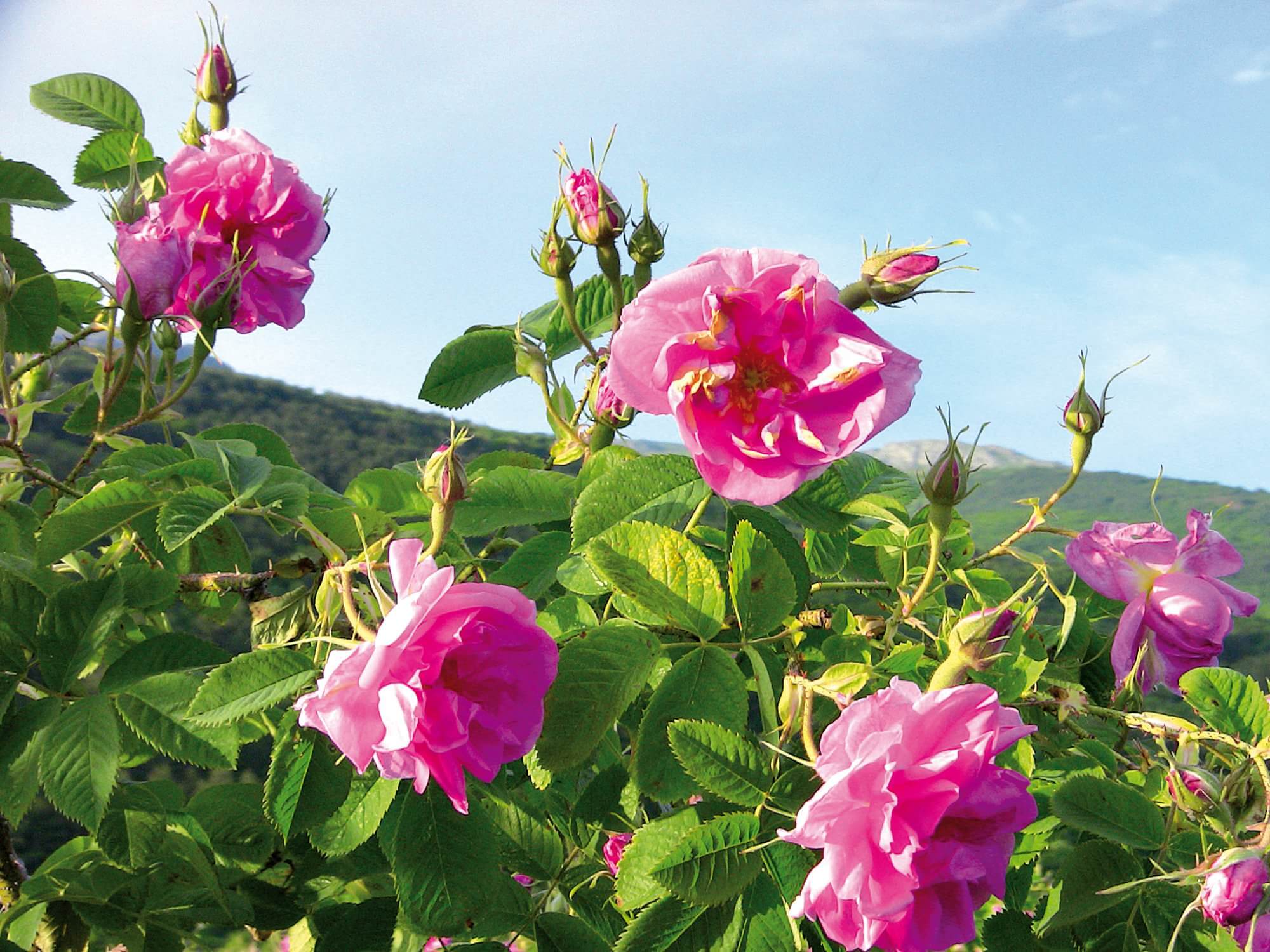 Unsere vitalisierende Rosen Pflegeserie