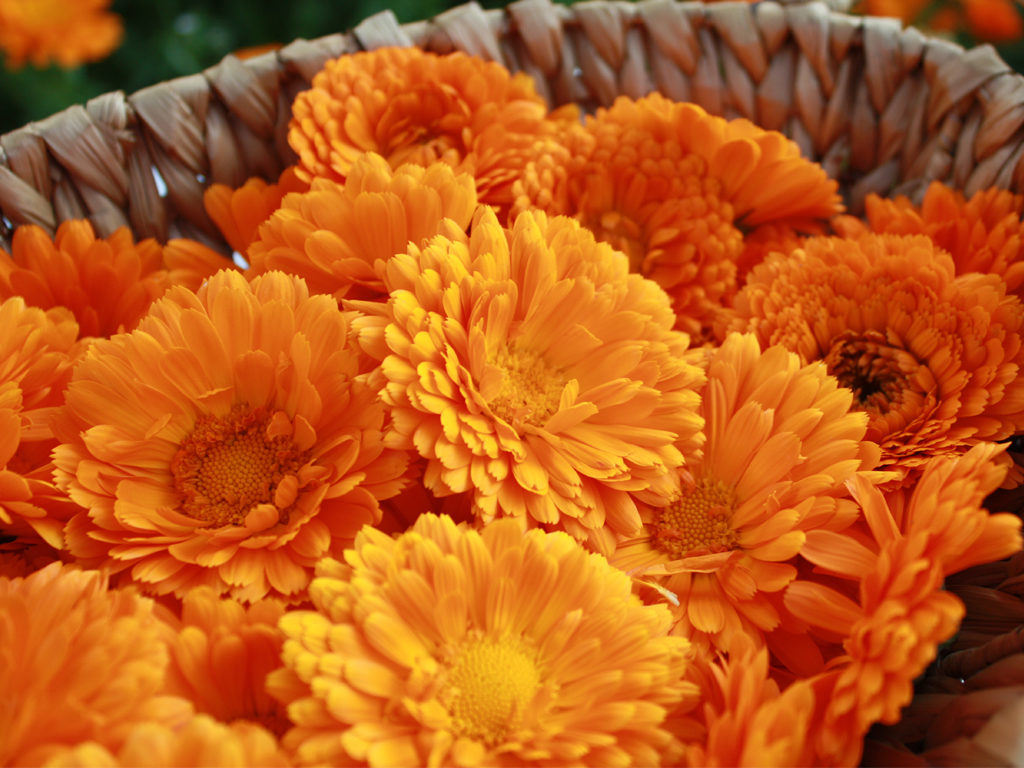 Hand geerntete Ringelblumenblüten - Apostel Kräuter