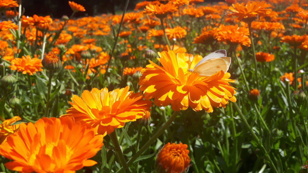 Unser Ringelblumenfeld im Spessart