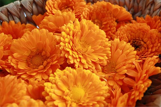 Ringelblume